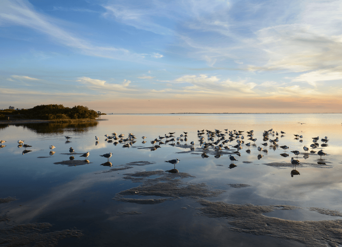 Malaquite Campground on Padre Island, Texas - CAMPROS CP