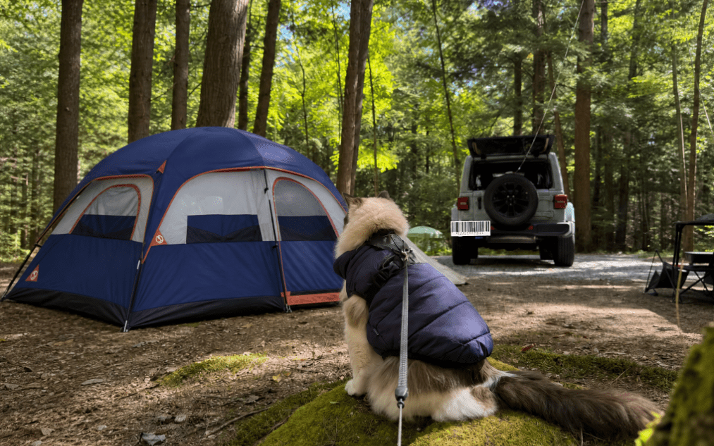 Ultimate Camping Tips for Outdoor Enthusiasts: A Campros CP Guide ⛺ - CAMPROS CP